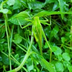 Phaneropterinae (subfamily) at Copmanhurst, NSW - suppressed