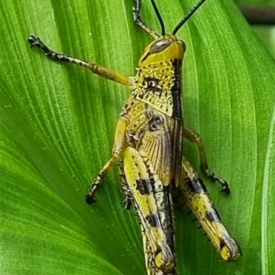Unverified Grasshopper (several families) by MazzV