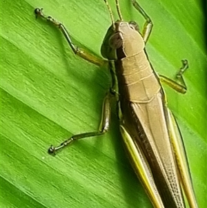 Bermius odontocercus at suppressed - suppressed