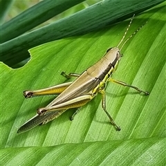 Bermius odontocercus at Copmanhurst, NSW - suppressed