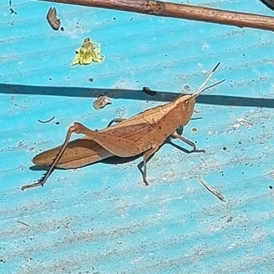 Unverified Grasshopper (several families) by MazzV