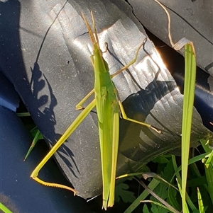 Unverified Grasshopper, Cricket or Katydid (Orthoptera) by MazzV