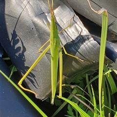 Acrida conica at Copmanhurst, NSW - suppressed