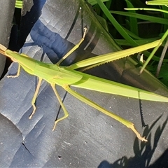 Acrida conica at Copmanhurst, NSW - suppressed