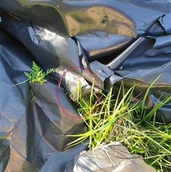 Acrida conica at Copmanhurst, NSW - suppressed