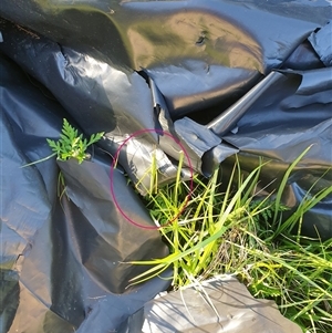 Acrida conica at Copmanhurst, NSW - suppressed
