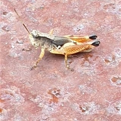 Unverified Grasshopper (several families) by MazzV