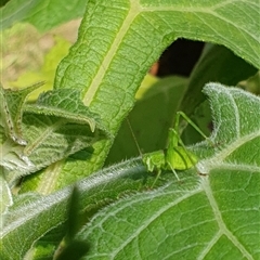 Unverified Katydid (Tettigoniidae) by MazzV
