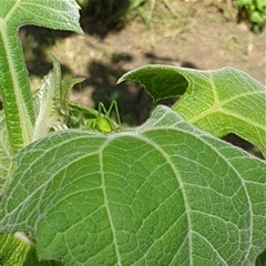 Phaneropterinae (subfamily) at Copmanhurst, NSW - suppressed