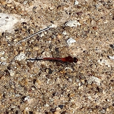 Diplacodes bipunctata (Wandering Percher) at Duffy, ACT - 4 Apr 2025 by Tapirlord