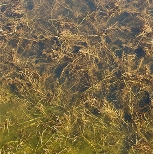 Potamogeton ochreatus at Stromlo, ACT - 4 Apr 2025 by Tapirlord