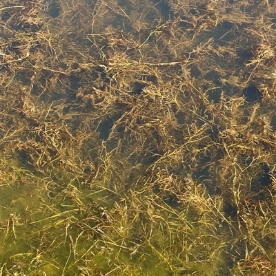 Potamogeton ochreatus (Blunt Pondweed) at Duffy, ACT - 4 Apr 2025 by Tapirlord