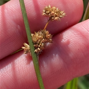Juncus australis at Duffy, ACT - 4 Apr 2025 by Tapirlord