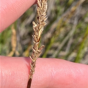 Carex appressa at Duffy, ACT - 4 Apr 2025 by Tapirlord