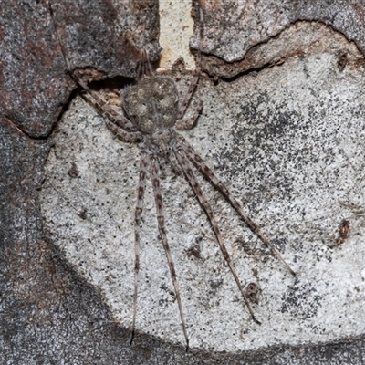 Tamopsis eucalypti (A two-tailed spider) at Bonython, ACT - 30 May 2025 by AlisonMilton