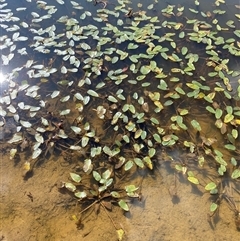 Ottelia ovalifolia subsp. ovalifolia (Swamp Lily) at Duffy, ACT - 4 Apr 2025 by Tapirlord