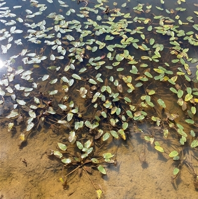 Ottelia ovalifolia subsp. ovalifolia (Swamp Lily) at Duffy, ACT - 4 Apr 2025 by Tapirlord