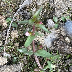 Gratiola pedunculata by Tapirlord