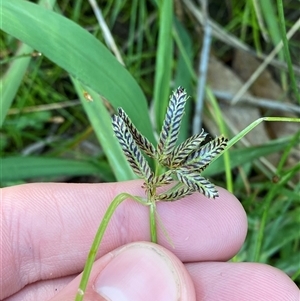 Cyperus sanguinolentus at Chapman, ACT - 3 Apr 2025 by Tapirlord