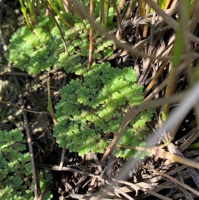 Azolla rubra (Red Water Fern) by Tapirlord