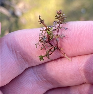 Myriophyllum verrucosum by Tapirlord