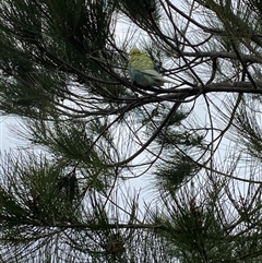 Melopsittacus undulatus at Kambah, ACT - 28 Mar 2025 10:33 AM