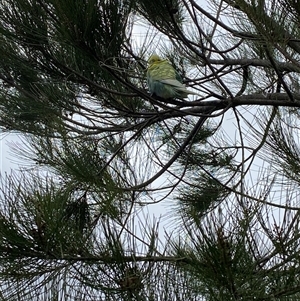 Melopsittacus undulatus at Kambah, ACT - 28 Mar 2025 10:33 AM