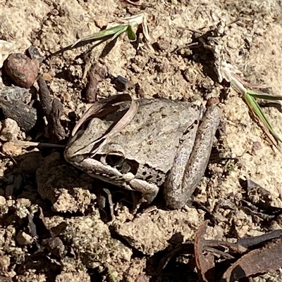Litoria latopalmata (Broad-palmed Tree-frog) by Tapirlord