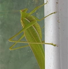 Unverified Katydid (Tettigoniidae) by MazzV