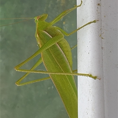 Unverified Katydid (Tettigoniidae) by MazzV