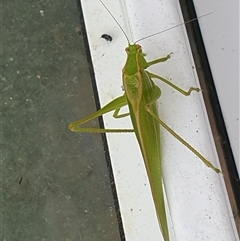 Phaneropterinae (subfamily) at Copmanhurst, NSW - suppressed