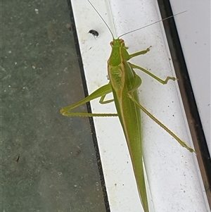 Phaneropterinae (subfamily) at Copmanhurst, NSW - suppressed