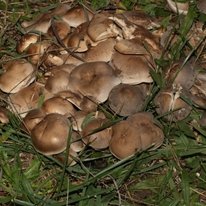 Unverified Cap on a stem; gills below cap [mushrooms or mushroom-like] at Isabella Plains, ACT - 30 May 2025 by AlisonMilton