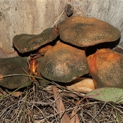 Gymnopilus sp. (Gymnopilus) at Bonython, ACT - 30 May 2025 by AlisonMilton