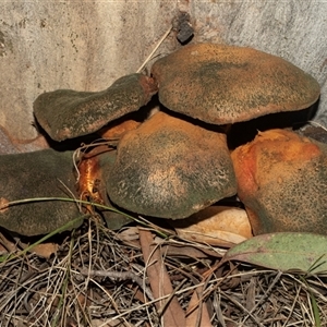Unverified Cap on a stem; gills below cap [mushrooms or mushroom-like] at Bonython, ACT - 30 May 2025 by AlisonMilton