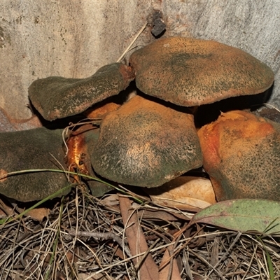 Gymnopilus sp. (Gymnopilus) at Bonython, ACT - 30 May 2025 by AlisonMilton