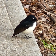 Rhipidura leucophrys (Willie Wagtail) at Queanbeyan East, NSW - 2 Jun 2025 by NathanaelC