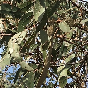 Eucalyptus bridgesiana at Crowther, NSW - Today by Frecko