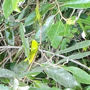 Unverified Grasshopper (several families) by MazzV