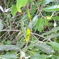 Valanga irregularis at Copmanhurst, NSW - suppressed