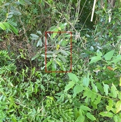 Valanga irregularis at Copmanhurst, NSW - suppressed