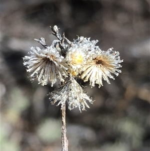Chrysocephalum semipapposum at Crowther, NSW - Today by Frecko