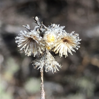 Chrysocephalum semipapposum at Crowther, NSW - Yesterday by Frecko