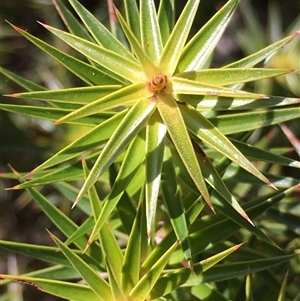 Melichrus erubescens at Crowther, NSW - Today by Frecko