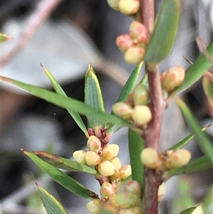 Monotoca scoparia at Crowther, NSW - Today by Frecko