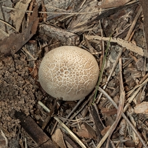 Unverified Fungus at Isabella Plains, ACT - 30 May 2025 by AlisonMilton