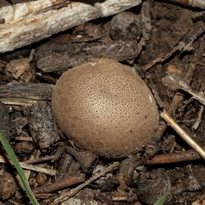 Unverified Fungus at Isabella Plains, ACT - 30 May 2025 by AlisonMilton