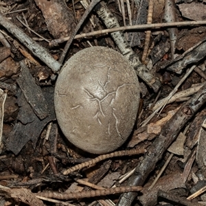 Unverified Fungus at Isabella Plains, ACT - 30 May 2025 by AlisonMilton