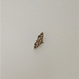 Sameodes cancellalis at Port Douglas, QLD - 3 Jun 2025 01:47 AM