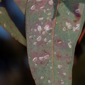 Glycaspis sp. (genus) at Isabella Plains, ACT - 30 May 2025 by AlisonMilton